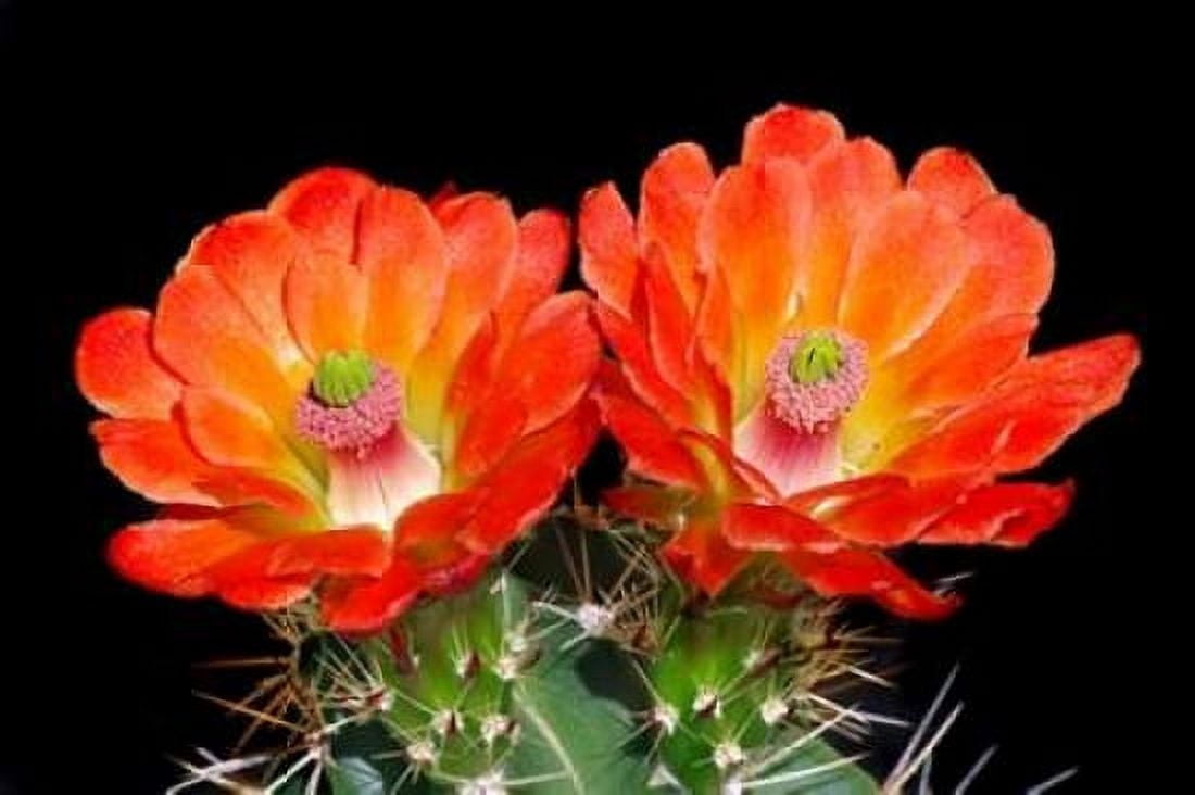Claret Cup Flowers Canvas Art - Douglas Taylor (24 x 36)