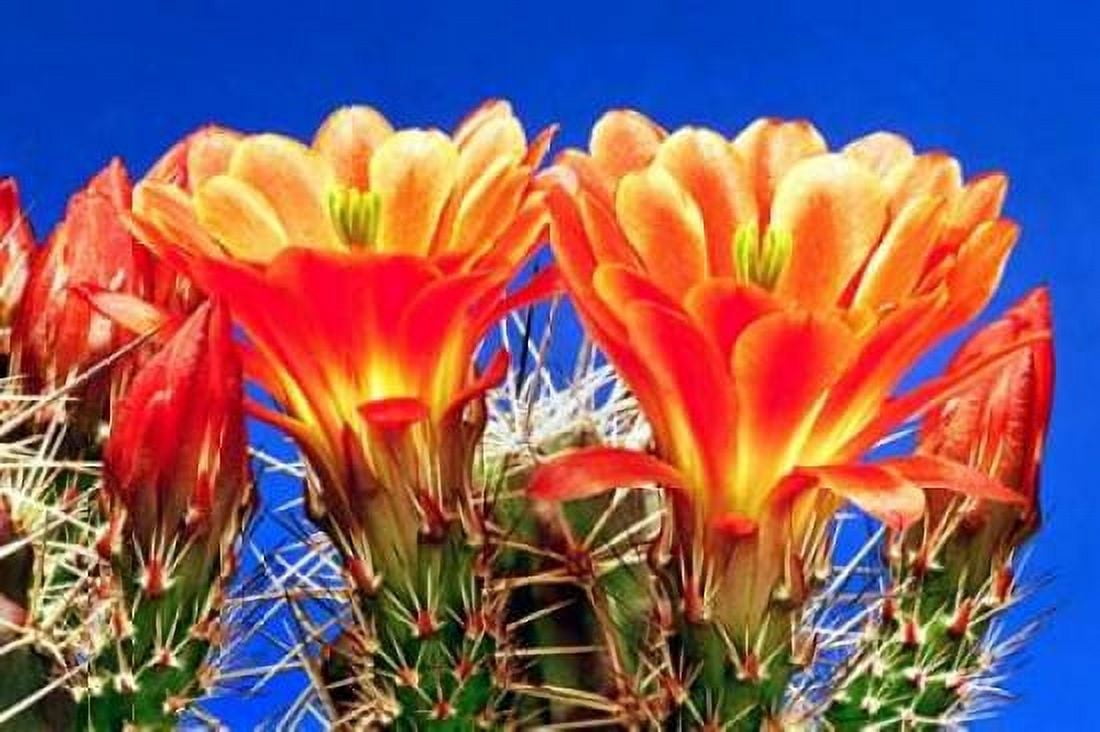 Claret Cups on Blue I Canvas Art - Douglas Taylor (24 x 36)