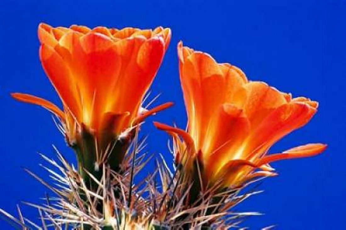 Claret Cups on Blue II Canvas Art - Douglas Taylor (12 x 18)
