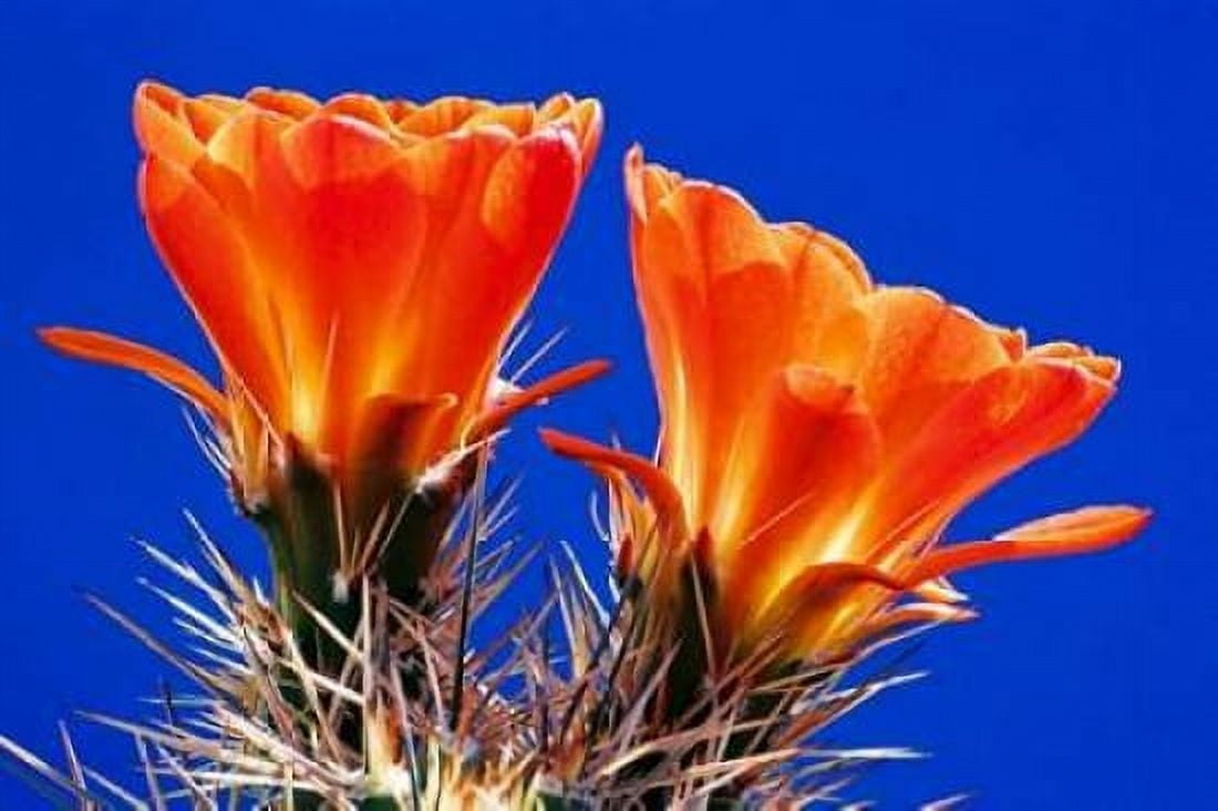 Claret Cups on Blue II Canvas Art - Douglas Taylor (24 x 36)