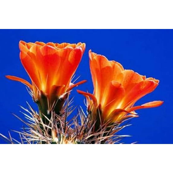 Claret Cups on Blue II Poster Print by Douglas Taylor (12 x 18)