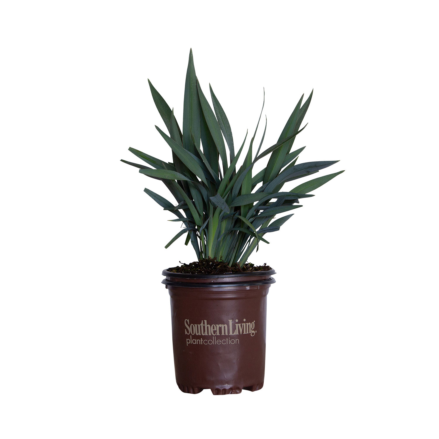 Clarity Blue Dianella 'Flax Lily' (2.5 Quart) Evergreen Ornamental Grass with Blue Foliage - image 1 of 6