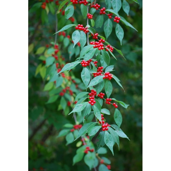 Clark Berries Wall Decal