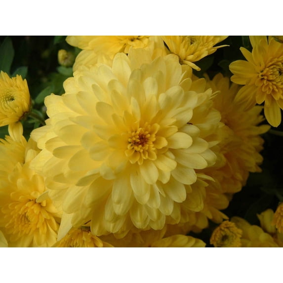 Clark Chrysanthemum Wall Decal