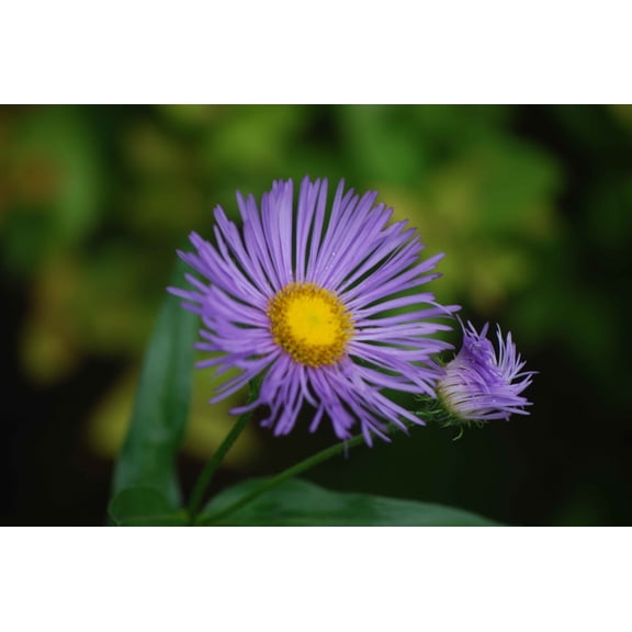 Clark Daisy Glossy Poster