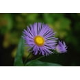 thumbnail image 1 of Clark Daisy Wall Decal, 1 of 2