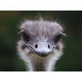 thumbnail image 1 of Clark Ostrich Wall Decal, 1 of 2