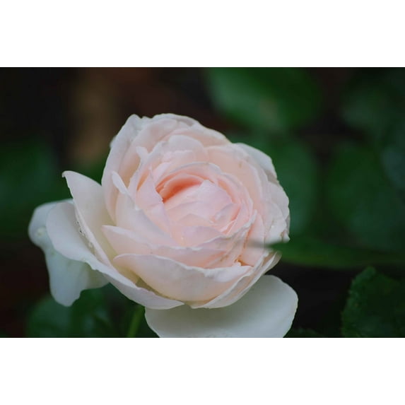 Clark Rose Glossy Poster