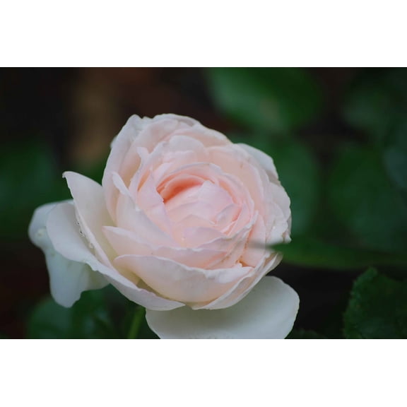 Clark Rose Glossy Poster