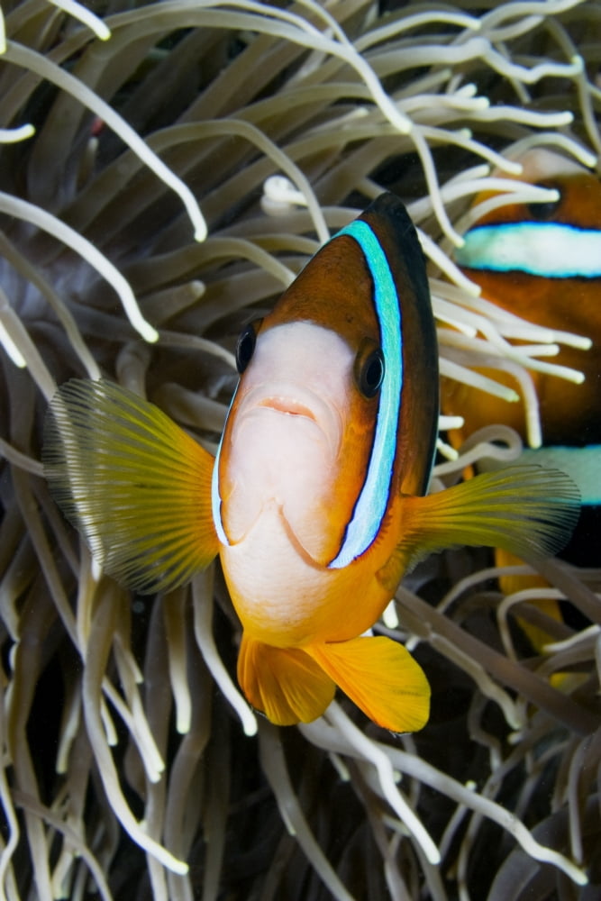 Clarks Anemonefish (Amphiprion Clarkii) And Sea Anemone Indonesia Canvas Art - Dave Fleetham Design Pics (24 x 36)