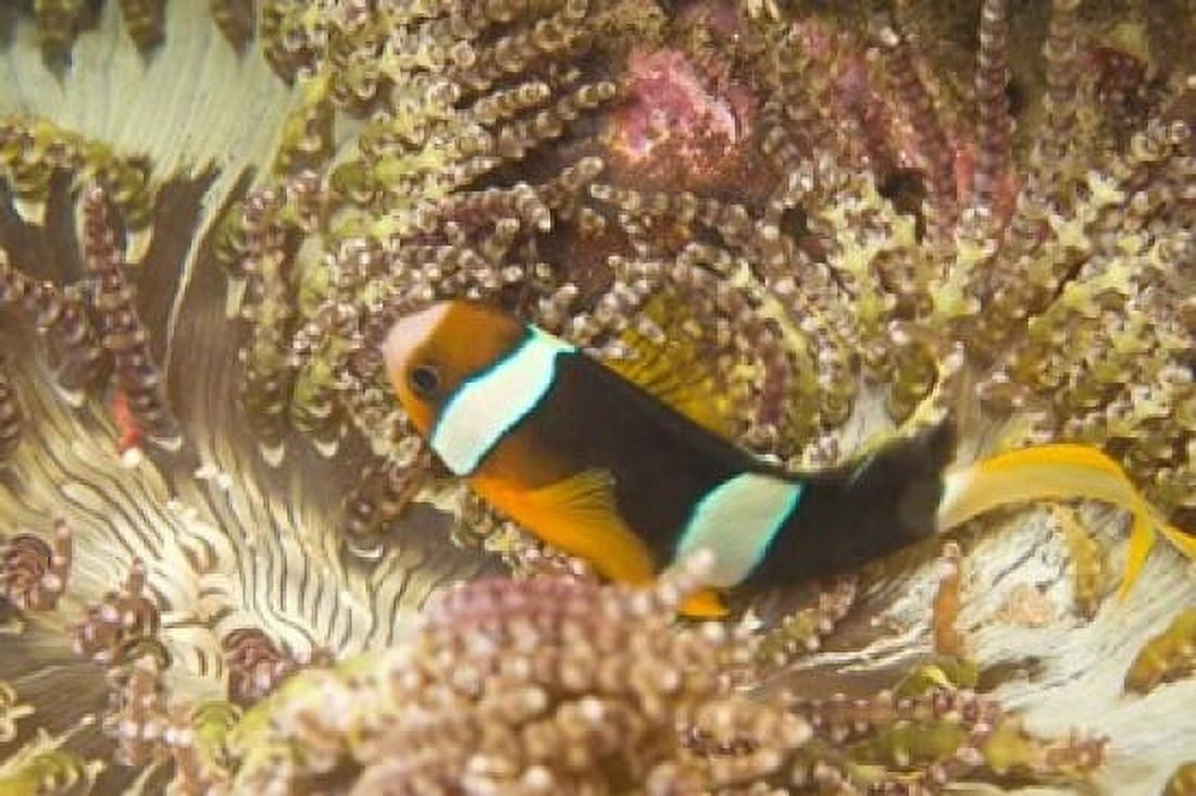 Clarks Anemonefish Philippines Canvas Art - Stuart Westmorland DanitaDelimont (22 x 15)