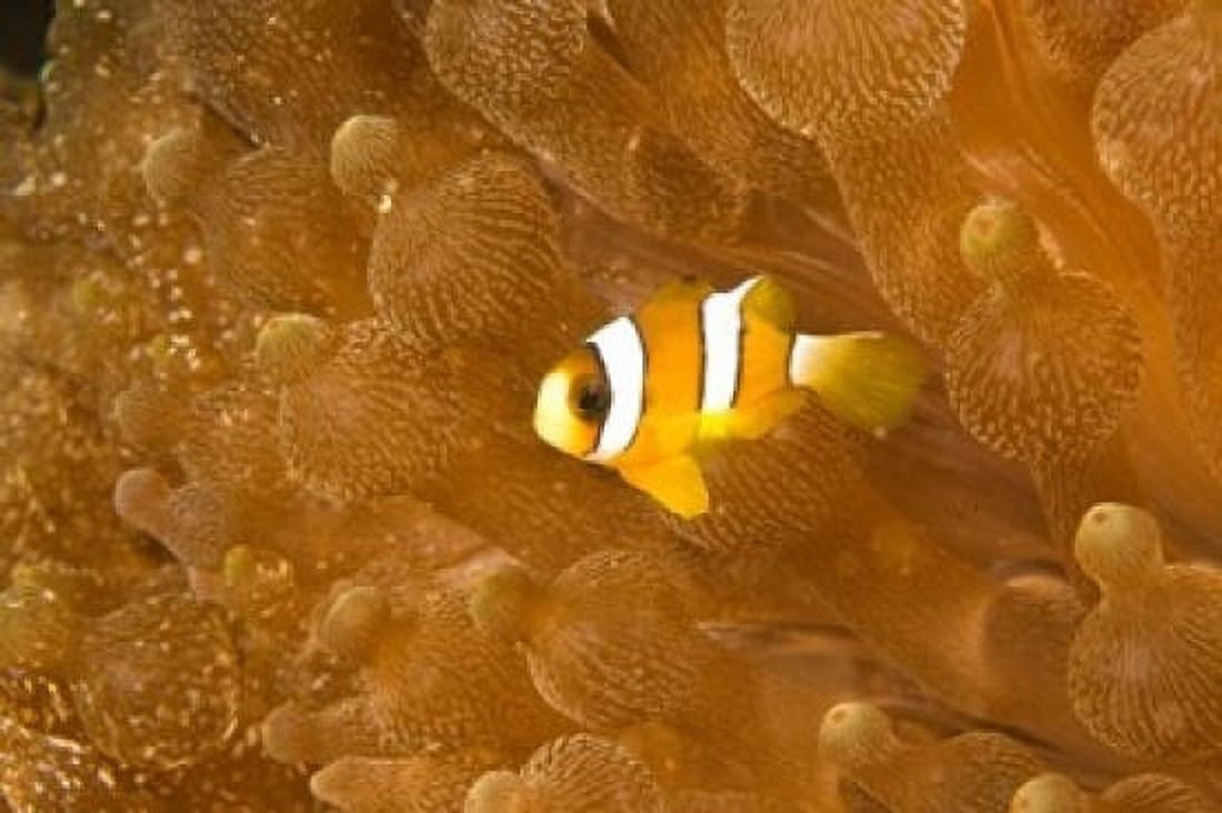 Clarks Anemonefish Puerto Gallera Philippines Canvas Art - Stuart Westmorland DanitaDelimont (36 x 24)