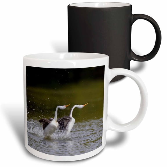 3drose, Clarks Grebe Pair, Courtship Display, 11oz Magic Transforming Mug