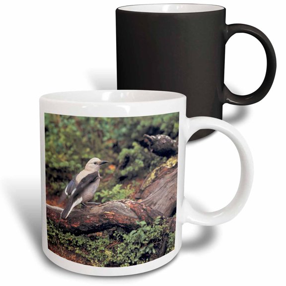 3drose, Clarks Nutcrackers Bird in Banff Np, Alberta-cn01 Rer0053 - Ric Ergenbright, 11oz Magic Transforming Mug
