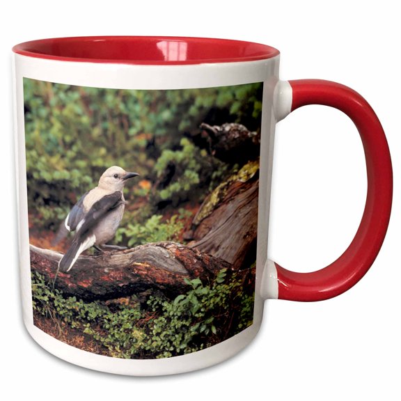 3drose, Clarks Nutcrackers Bird in Banff Np, Alberta-cn01 Rer0053 - Ric Ergenbright, 11oz Two-tone Red Mug