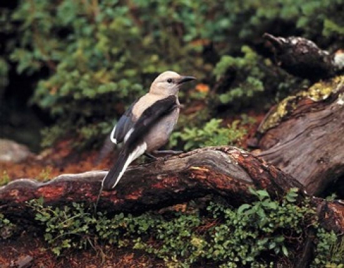 Clarks Nutcrackers bird in Banff NP Alberta Canvas Art - Ric Ergenbright DanitaDelimont (24 x 18)