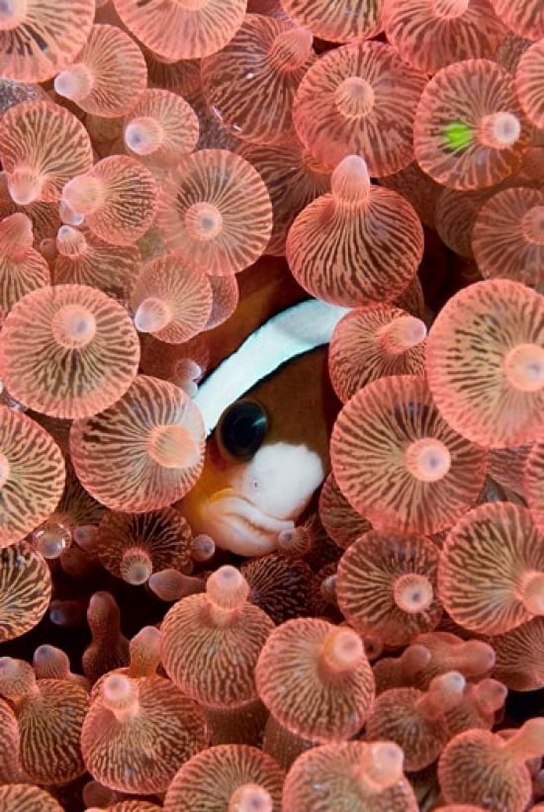 Clarks anemonefish Canvas Art - Jaynes Gallery  DanitaDelimont (24 x 36)