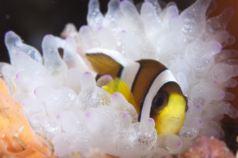 Clarks anemonefish in white anemone Gorontalo Indonesia Canvas Art - Steve JonesStocktrek Images (18 x 12)