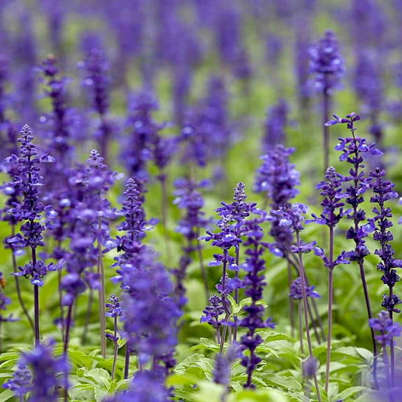 Clary Seeds - Clary Sage Herb Seed - 2000 Seeds