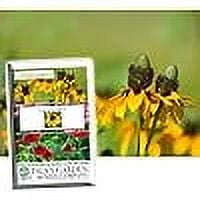 Clasping Coneflower Flower Seeds, 1000 Seeds Per Packet, Isla's Garden