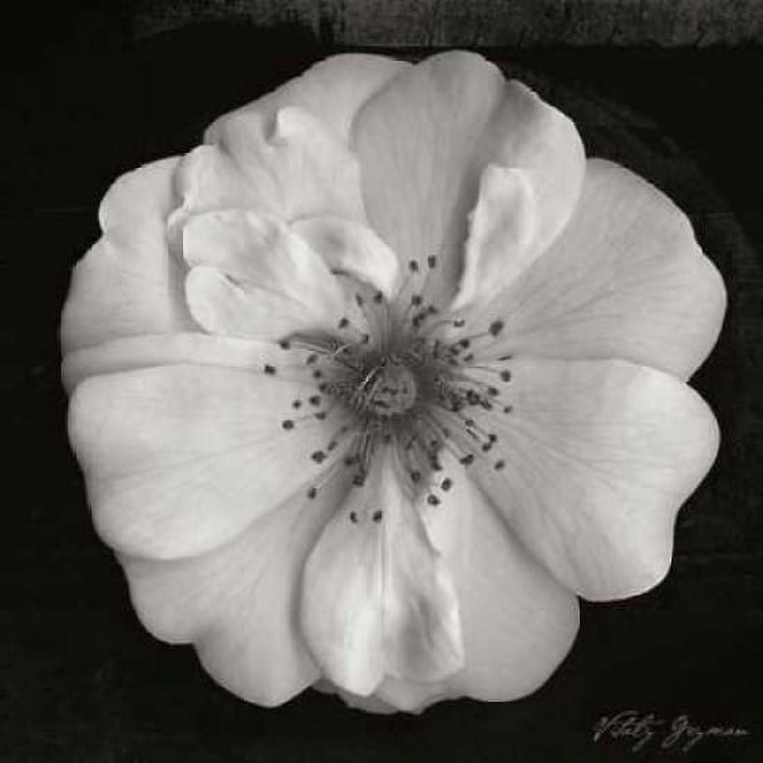 Classic Beauty Square Canvas Art - Vitaly Geyman (24 x 24)