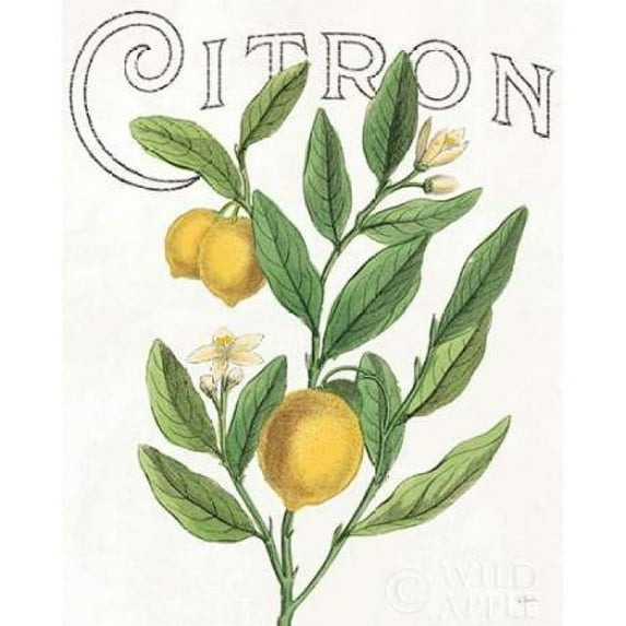 Classic Citrus V Poster Print by Sue Schlabach
