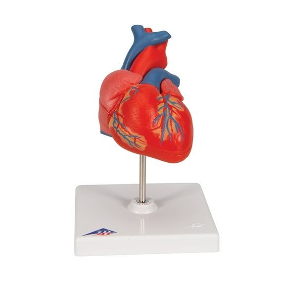 Classic Heart Model, 2-Part