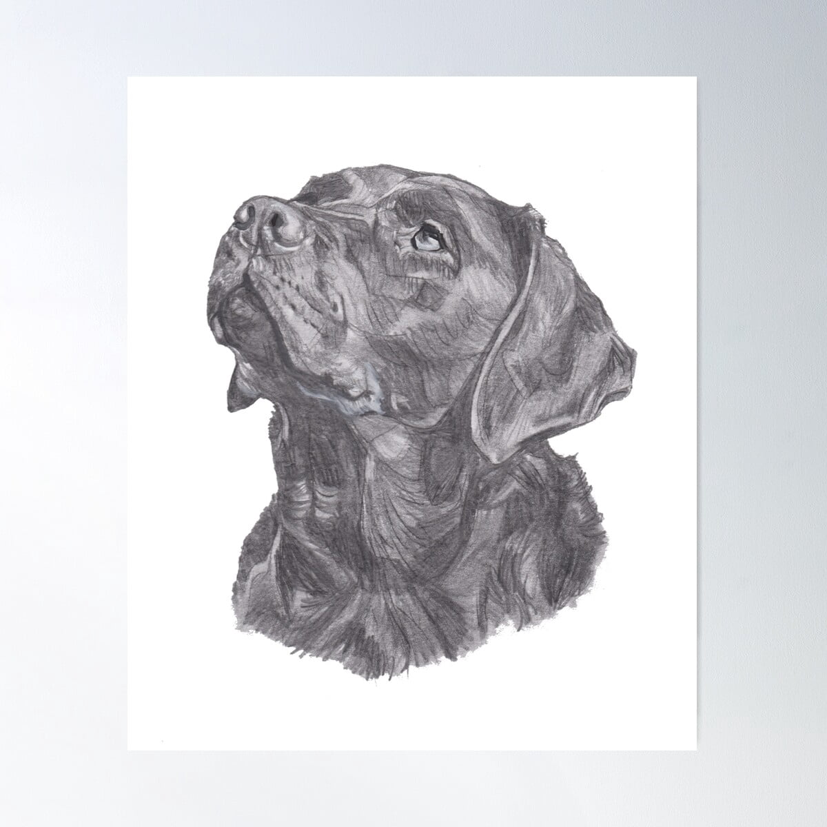 Classic Labrador Retriever Dog Profile Drawing Poster Wall Art, Modern ...