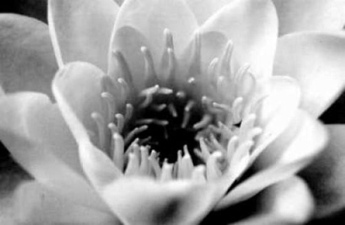 Classic Lotus Canvas Art - Erin Berzel (12 x 18)