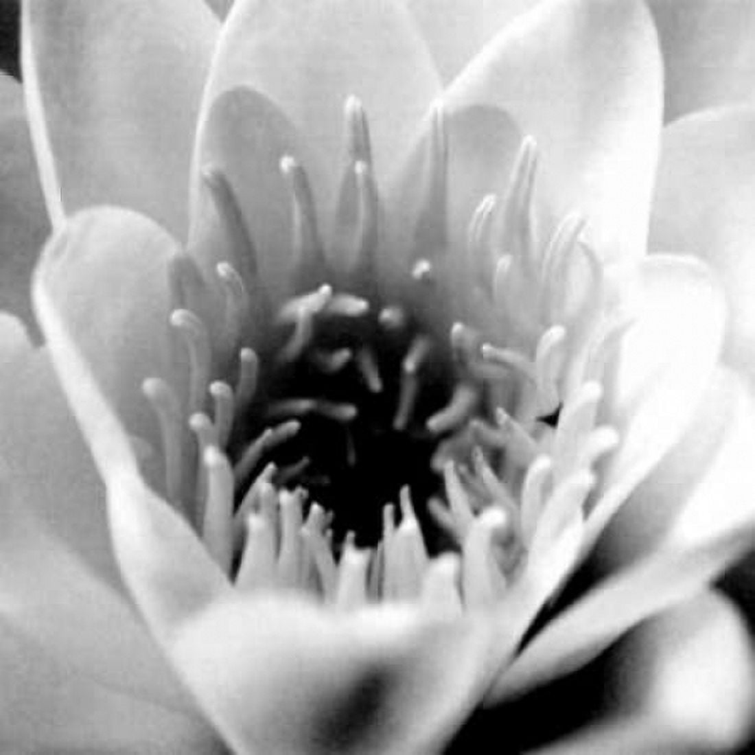 Classic Lotus Square Canvas Art - Erin Berzel (24 x 24)