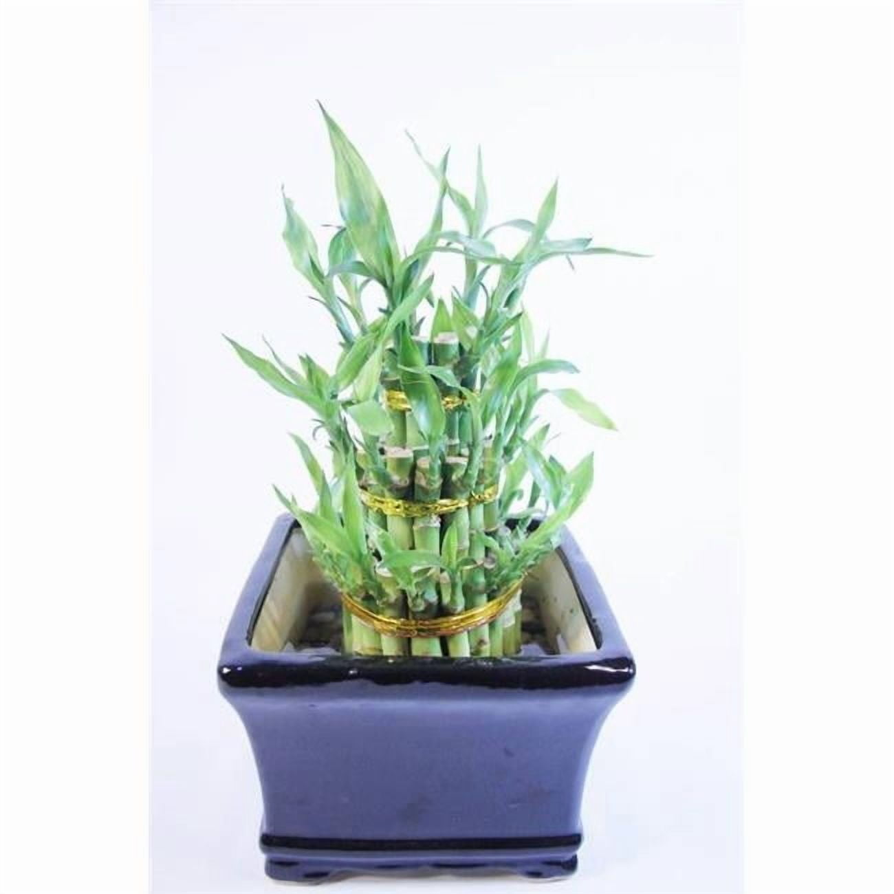 betel leaf plant for sale Betel Leaf Plant main image 1