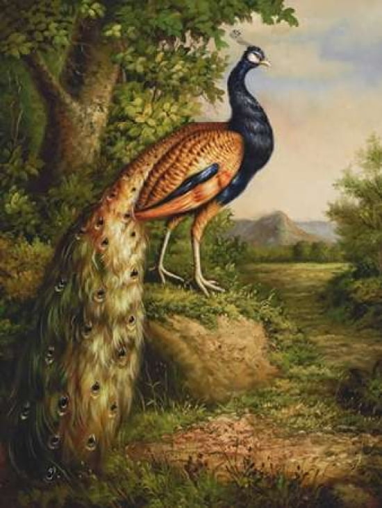 Classic Peacock Canvas Art - Blum (22 x 28)