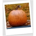 thumbnail image 1 of Classic Pumpkin Fall Harvest, 1 of 1