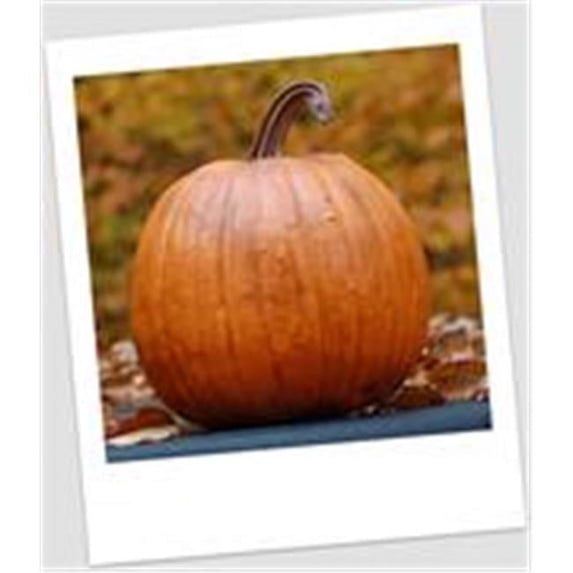 Classic Pumpkin Fall Harvest