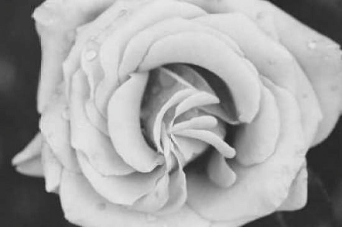 Classic Rose Canvas Art - Erin Berzel (12 x 18)