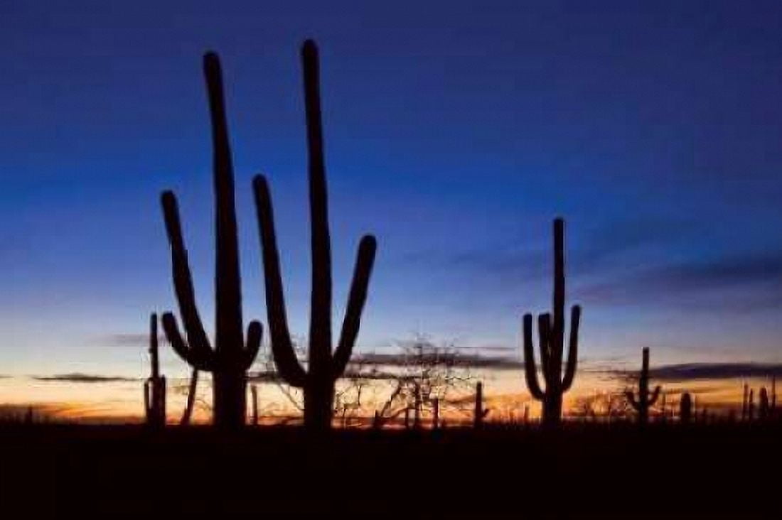 Classic Saguaro Sunset II Canvas Art - Larry Malvin (24 x 36)