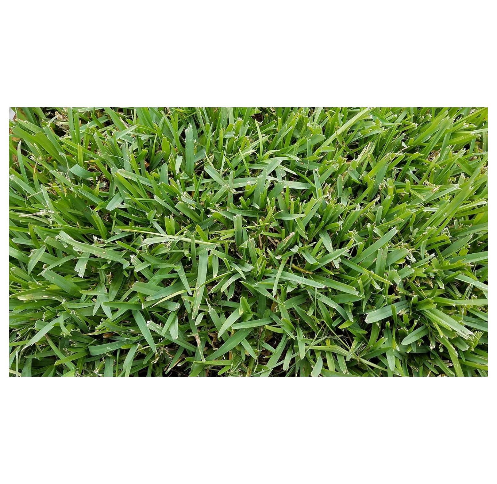 'Classic' St Augustine Grass Plugs 36 Count