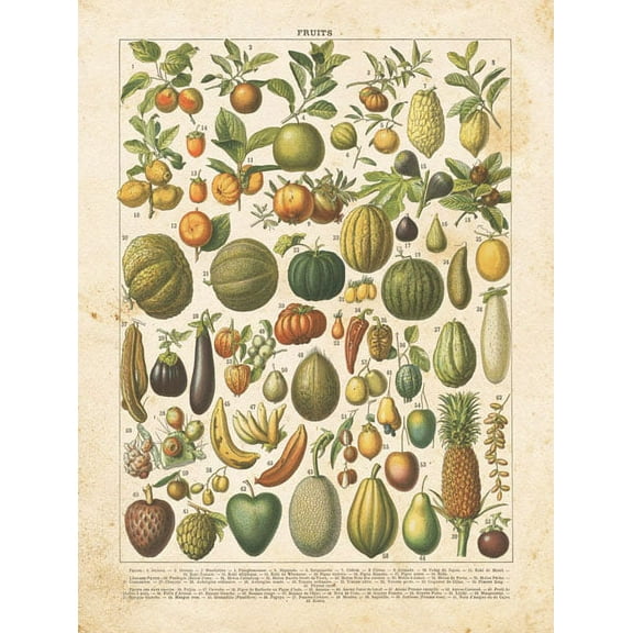 Classic Vintage Ephemera Style French Fruit Chart Print; One 12x18in Paper Poster