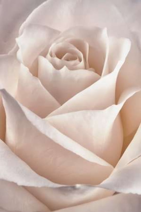Classic rose Canvas Art - Cora Niele (12 x 18)