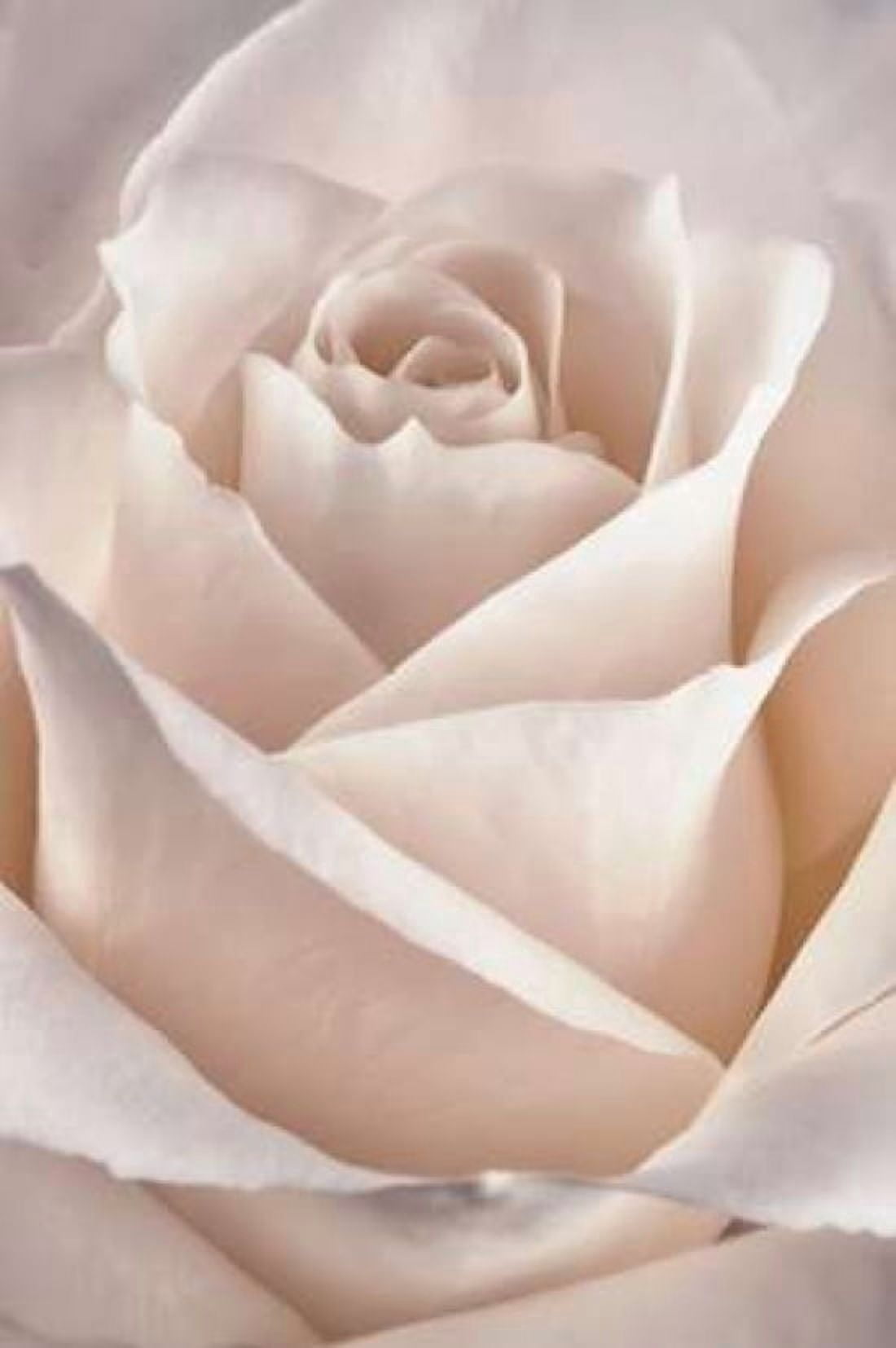 Classic rose Canvas Art - Cora Niele (24 x 36)