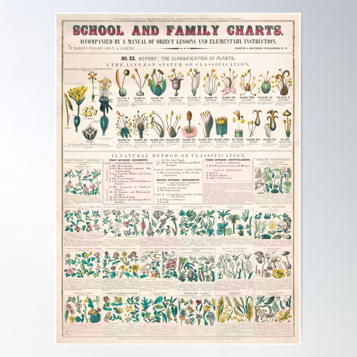 Classification Of Plants Poster Wall Art, Modern Wall Decor For Living ...