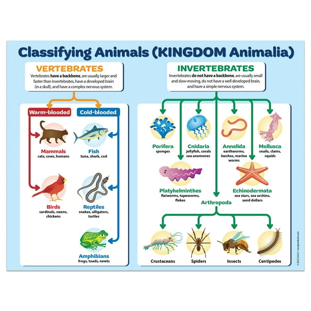 Classification of Animals Biology Poster Chart Vertebrates Invertebrates 17"x22" Laminated