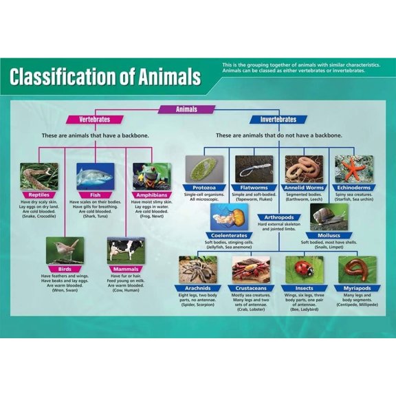 Classification of Animals Science Classroom Poster STEM Middle & High School Class Decoration poster