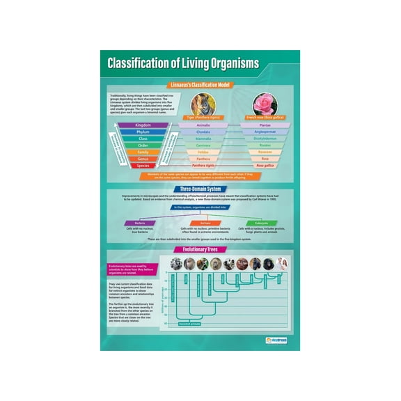 Classification of Living Things Poster Biology Science Chart for Classroom Homeschool Teacher Wall Decor