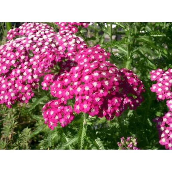 Classy Groundcovers, Achillea millefolium 'Oertel's Rose', A. rosea, Chamaemelum millefolium (25 Pots, 3 1/2 inch square)