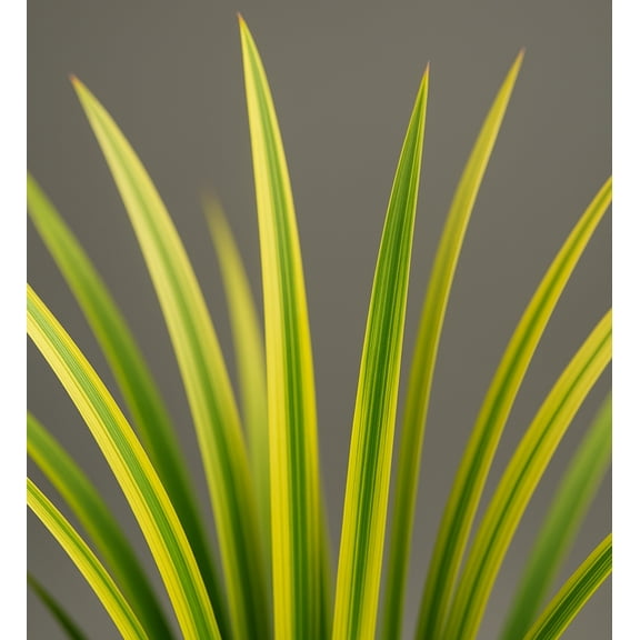 Classy Groundcovers - Golden Variegated Sweet Flag, Japanese Sweetflag/Rush, Grassy-leaved Sweetflag, Golden Sweet Flag (25 Pots - 3 1/4 inch square)