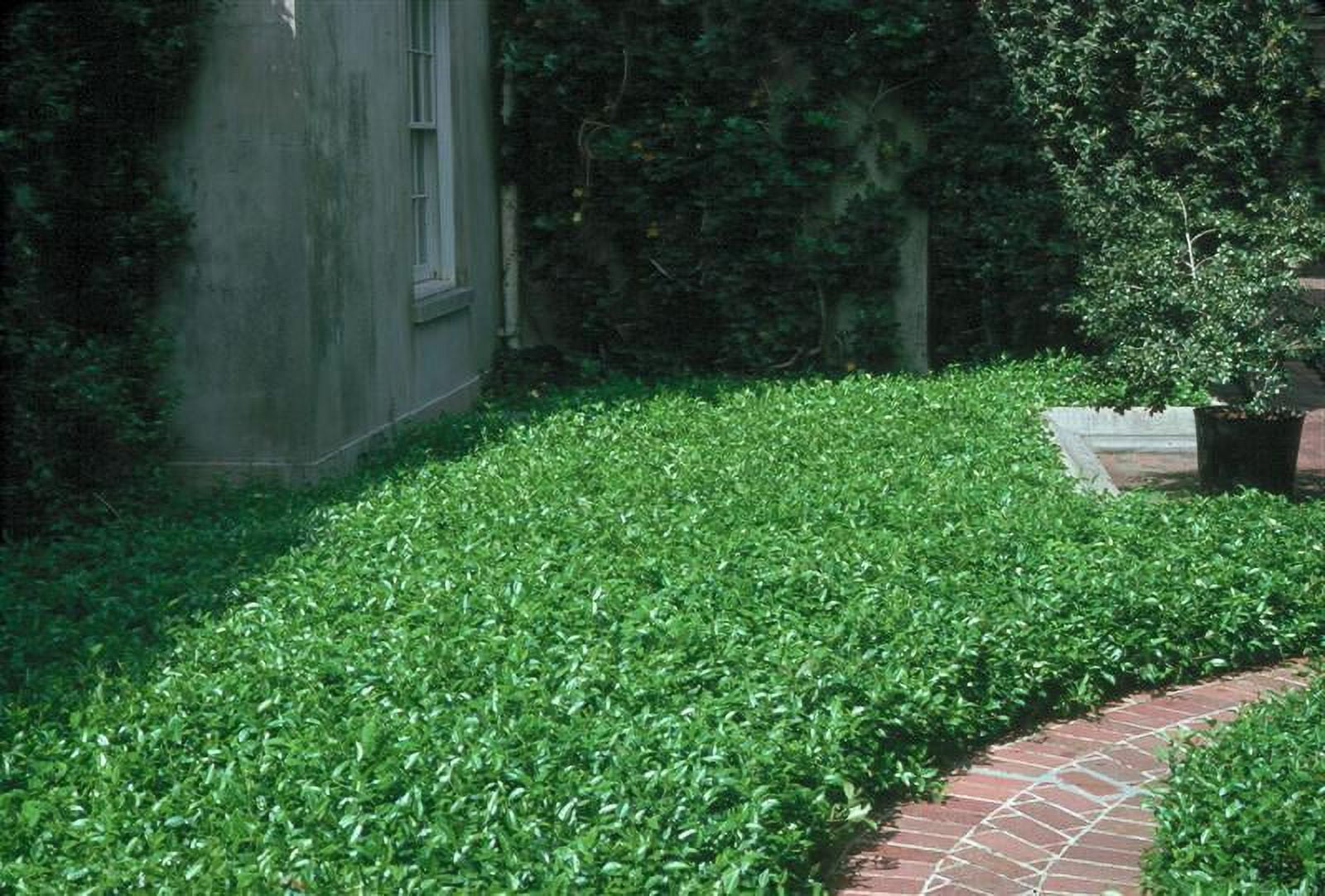 Classy Groundcovers - Asiatic Jasmine Asian Jasmine, Dwarf Jasmine, Japanese Star Jasmine {25 Pots - 3 14 inch Square
