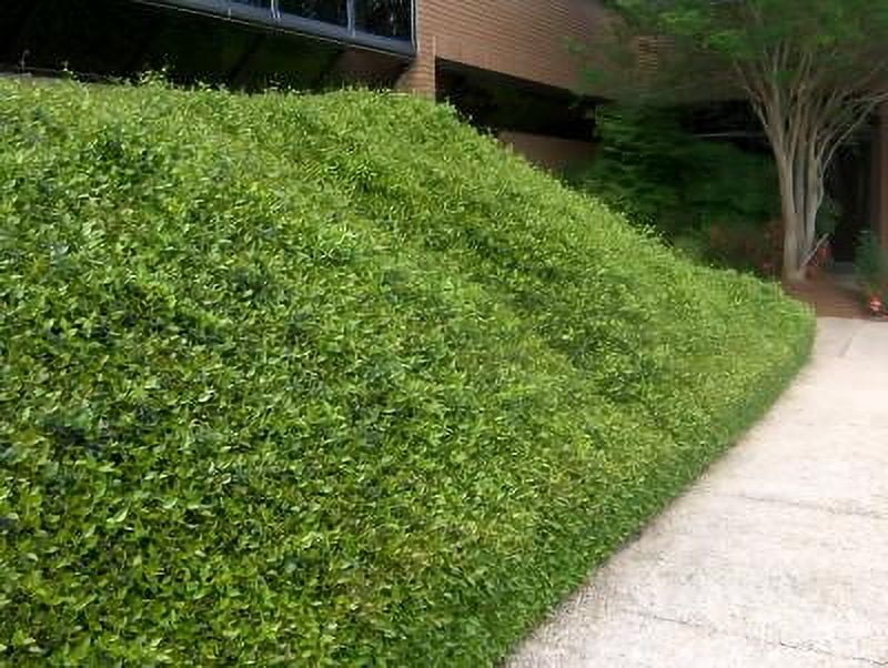 Classy Groundcovers, Asiatic Jasmine, Dwarf Asian Jasmine, Japanese Star Jasmine, Minima Jasmine, Yellow Star Jasmine (50 Bare Root plants)