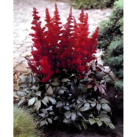 Classy Groundcovers, Astilbe X arendsii 'Fanal' , Astilbe japonica 'Fanal', Astilbe x japonica 'Fanal' (25 Bare Root plants)