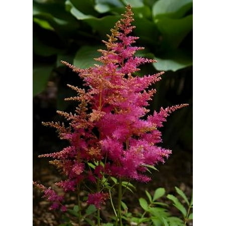 Classy Groundcovers, Astilbe X arendsii 'Rheinland', Astilbe japonica 'Rheinland', Astilbe x japonica 'Rheinland' (10 Bare Root plants)